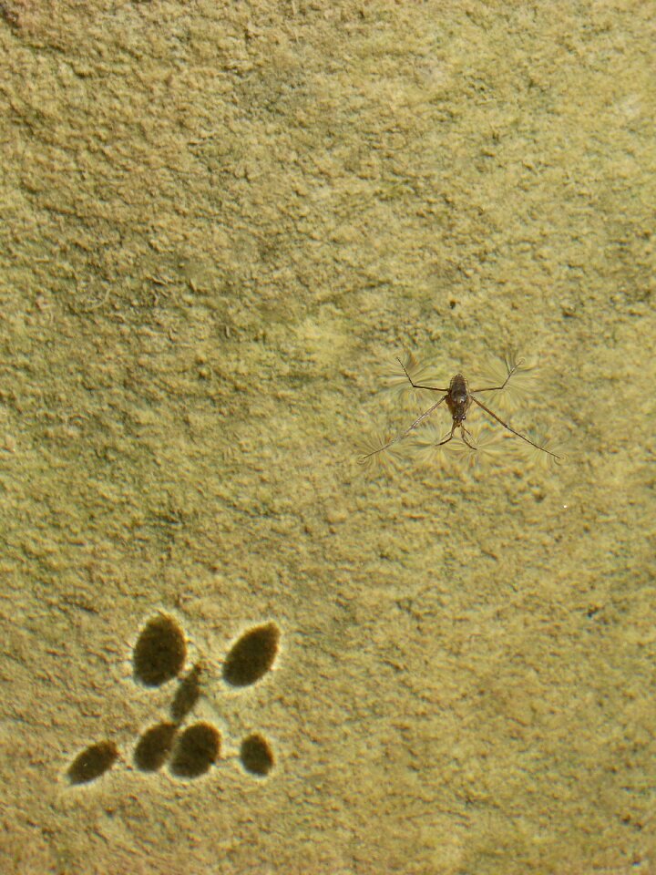 Aquatic insect sabater walk on water