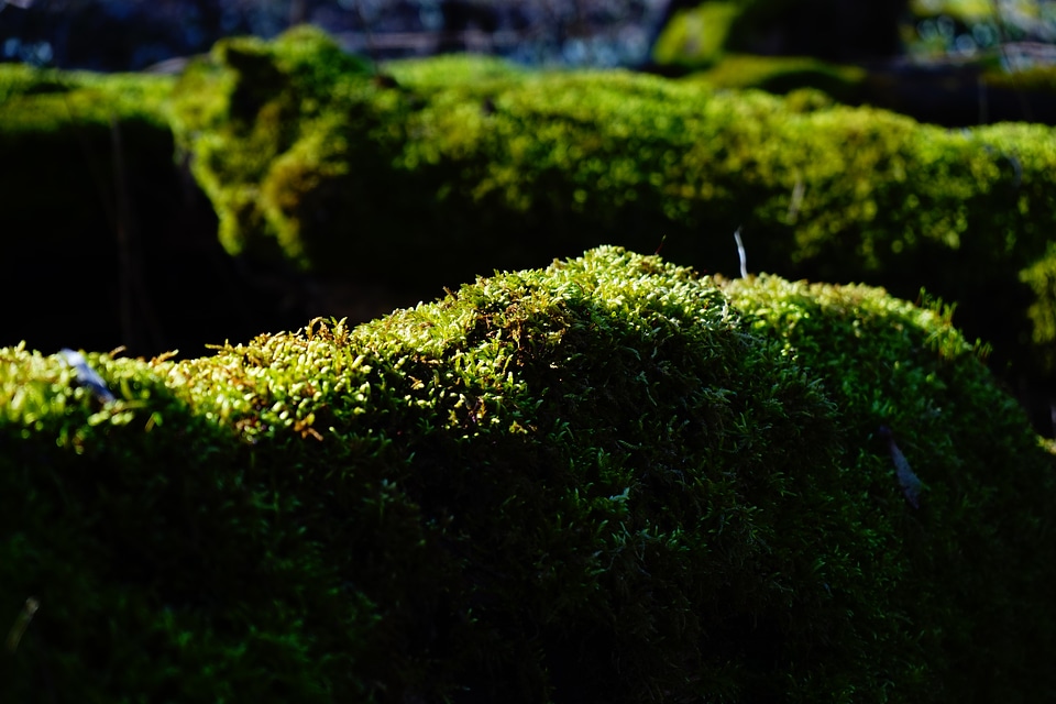 Bemoost green tree stump