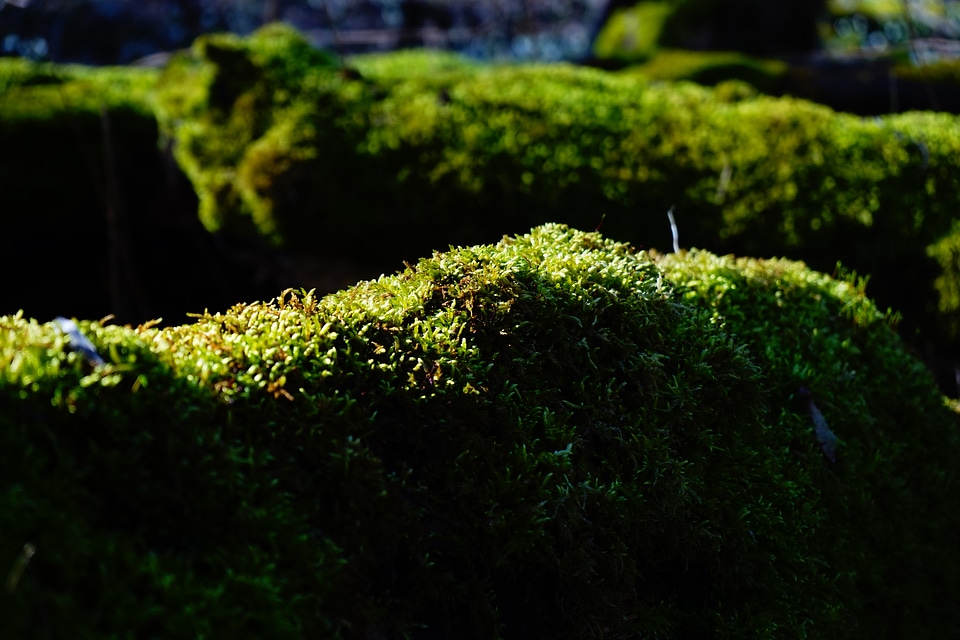 Bemoost green tree stump photo