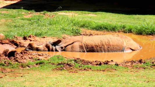 Wildlife wild rhinoceros photo