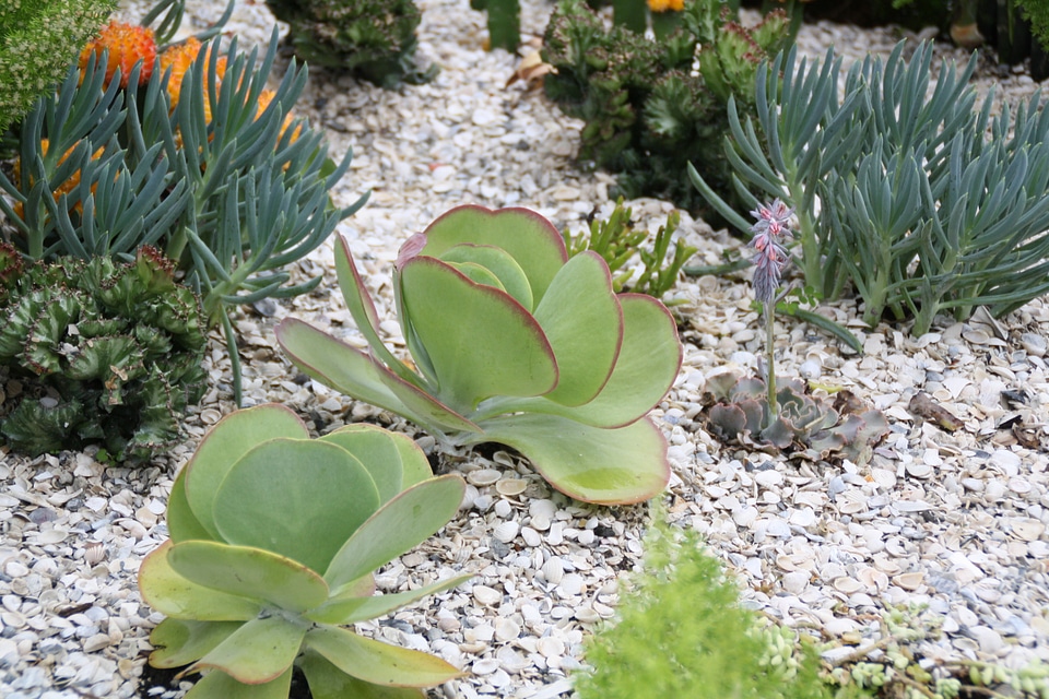 Plants plant natural