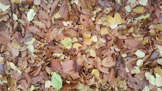 Leaves serrated nature