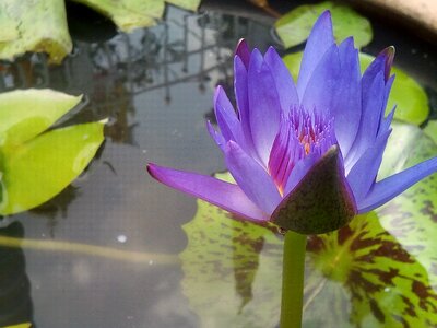 Lotus leaf water lotus basin photo