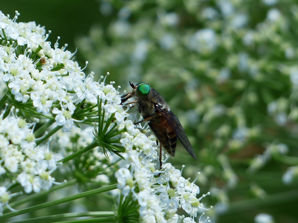 Insect tabanus bovinus fly art