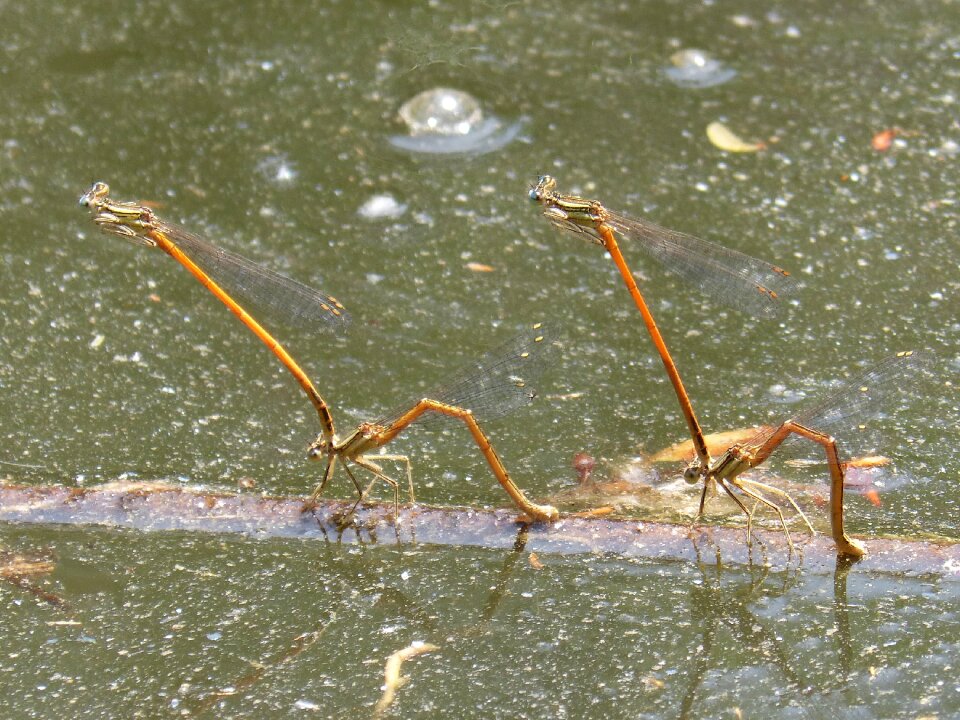 Reproduction mating copulation
