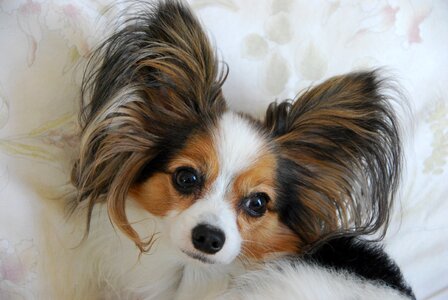 Dog breed is papillon photo