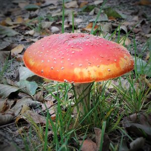 Toxic red fly agaric mushroom autumn photo