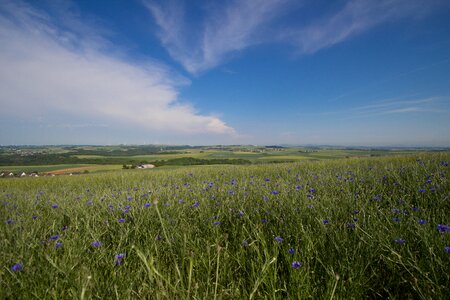 Blue panorama grasses photo