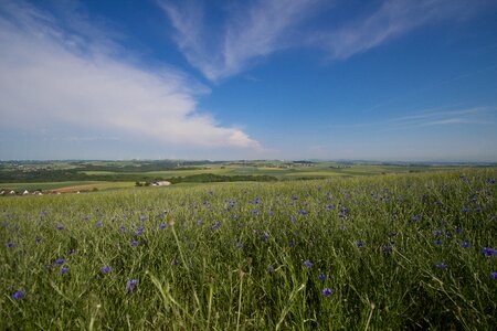 Blue panorama grasses