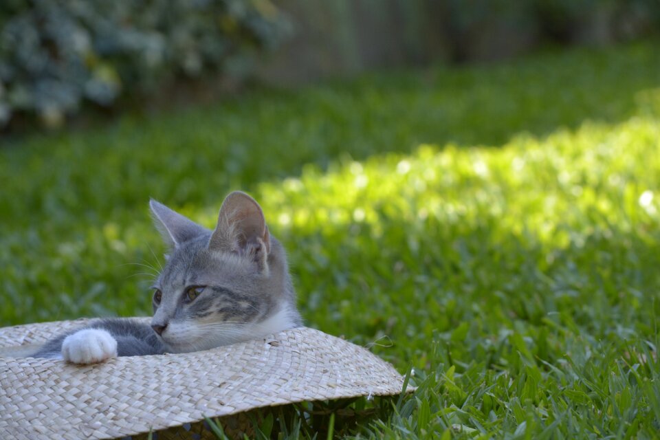 Pets cat rest
