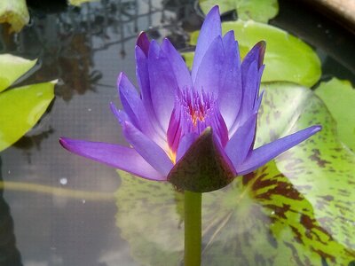 Lotus leaf water lotus basin