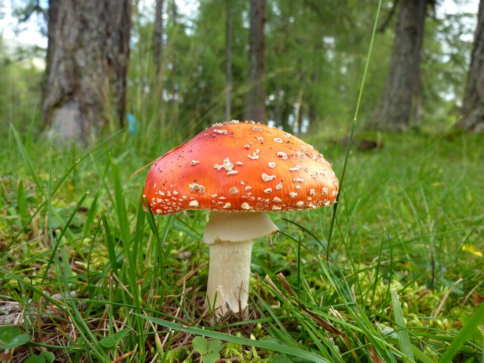 Mushroom forest toxic
