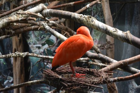 Red zoo color
