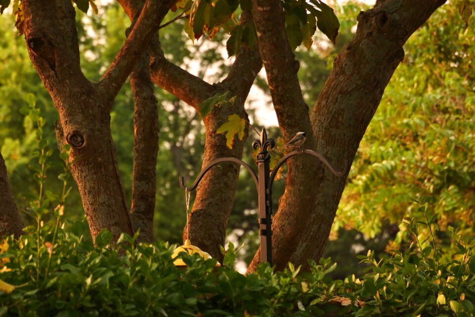 Nature landscape