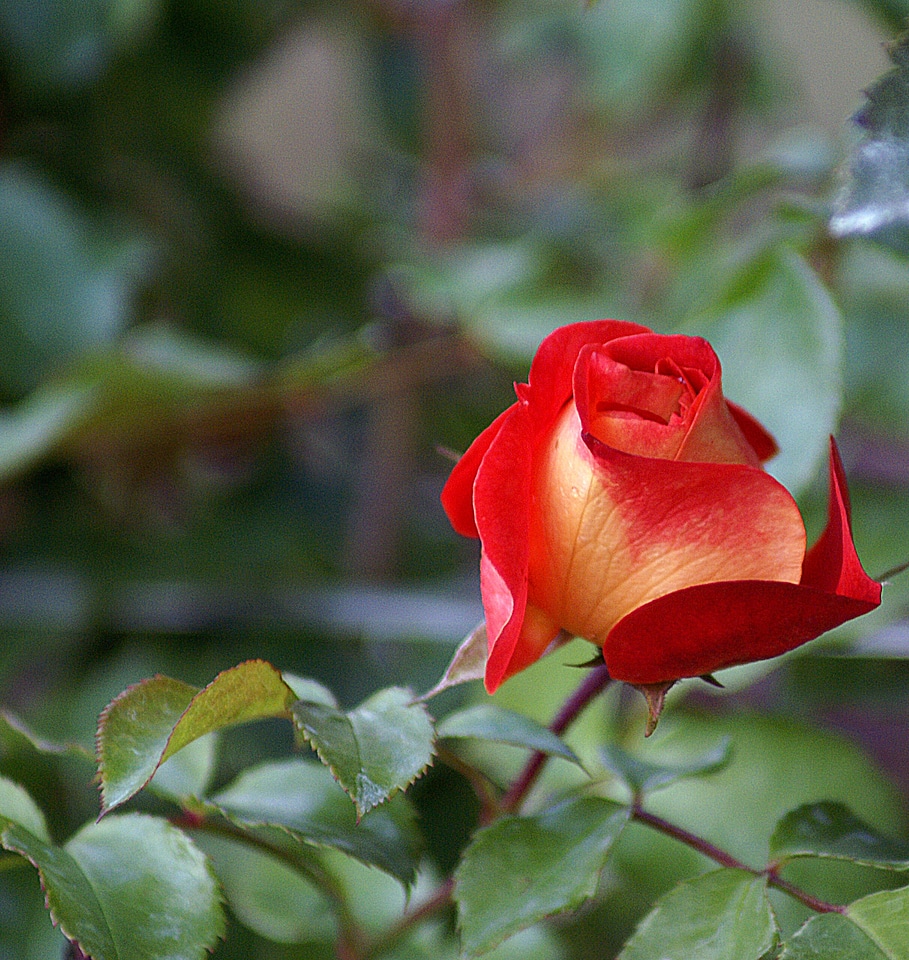 Rose bush fresh supple