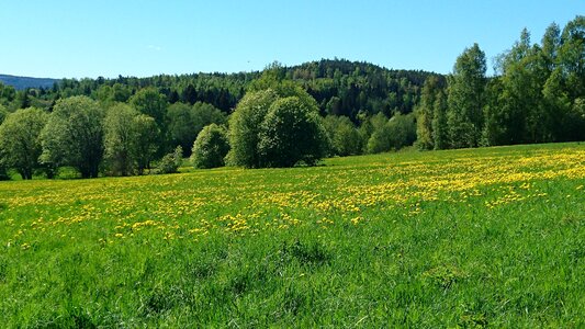 Green flowers landscapes