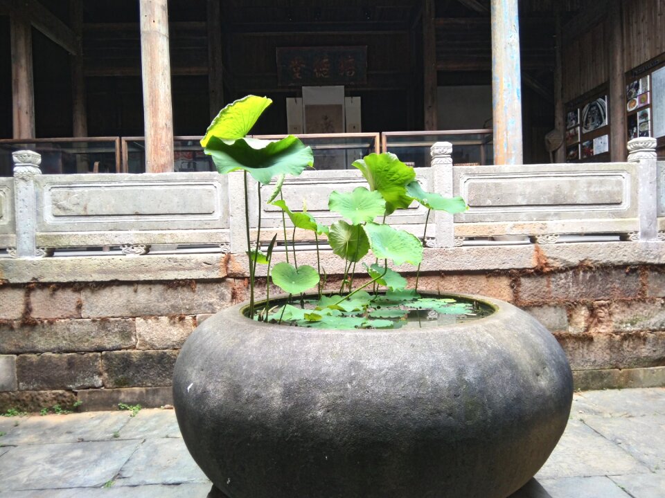 Bowl lotus Free photos