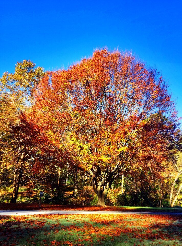 Blue sky autumn nature