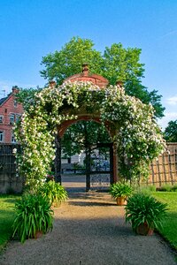 Germany roses rose arch