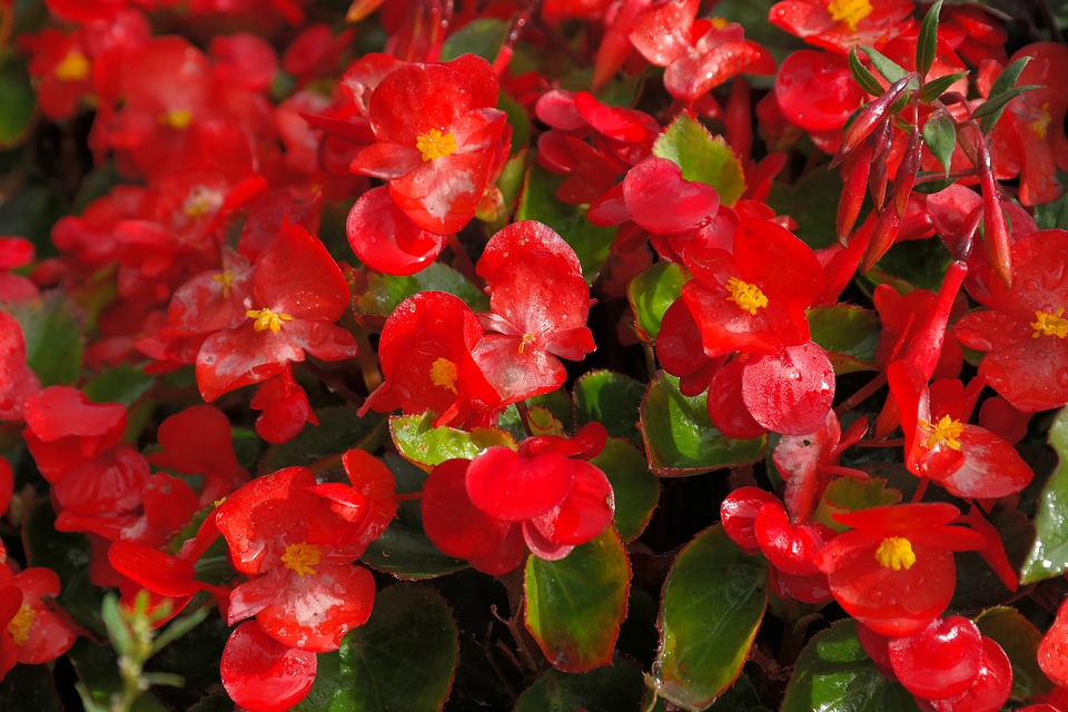 Flora semperflorens begonias begonia semperflorens cultorum