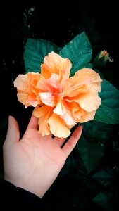 Peach color nature lush