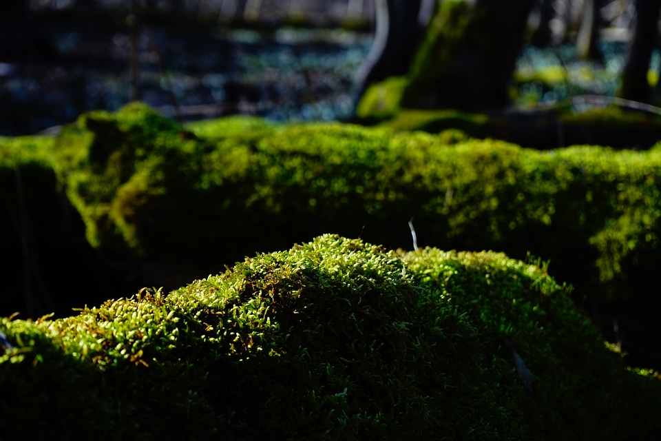Bemoost green tree stump