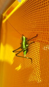 Animal green grasshopper