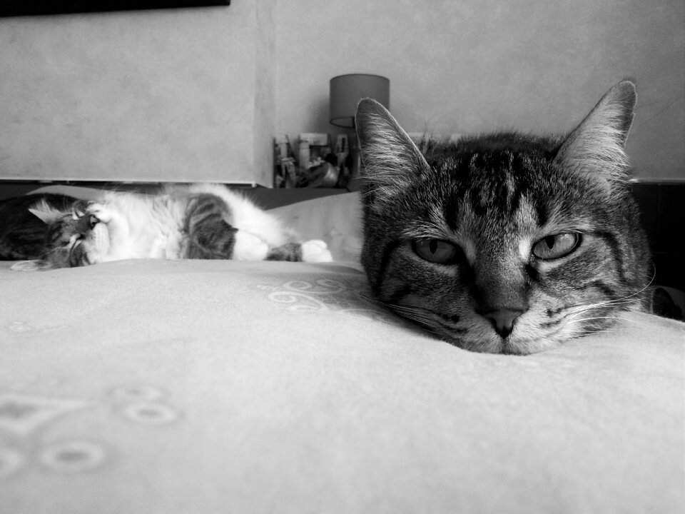 Feline animal chiaroscuro