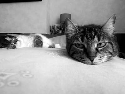 Feline animal chiaroscuro