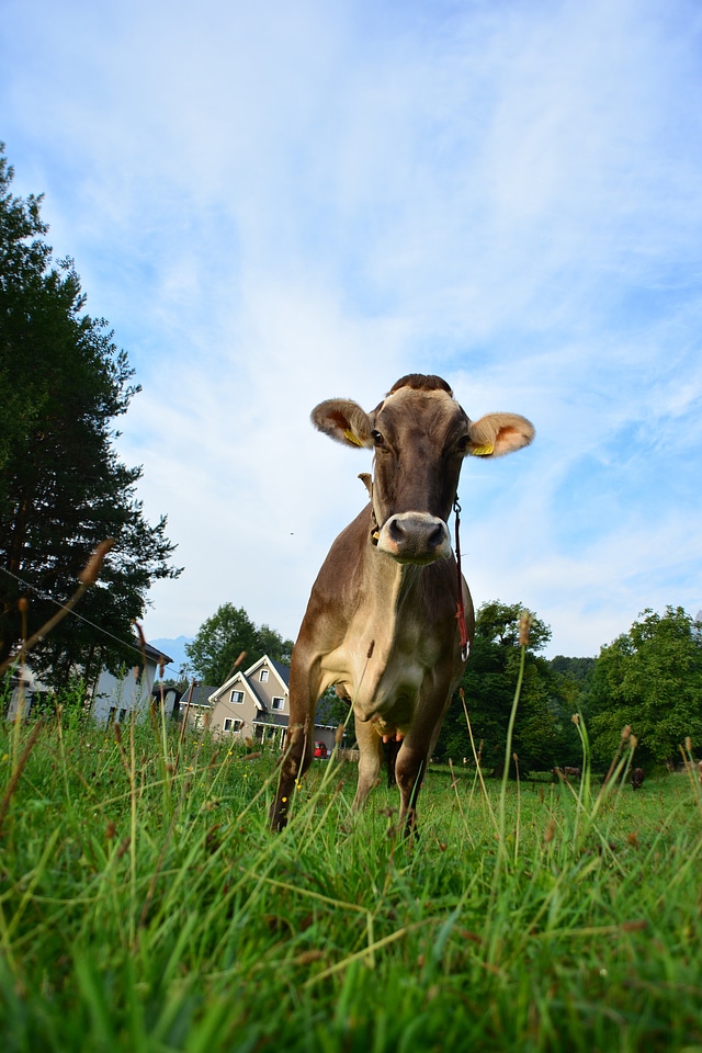 Alps pasture cattle