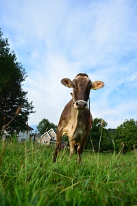 Alps pasture cattle