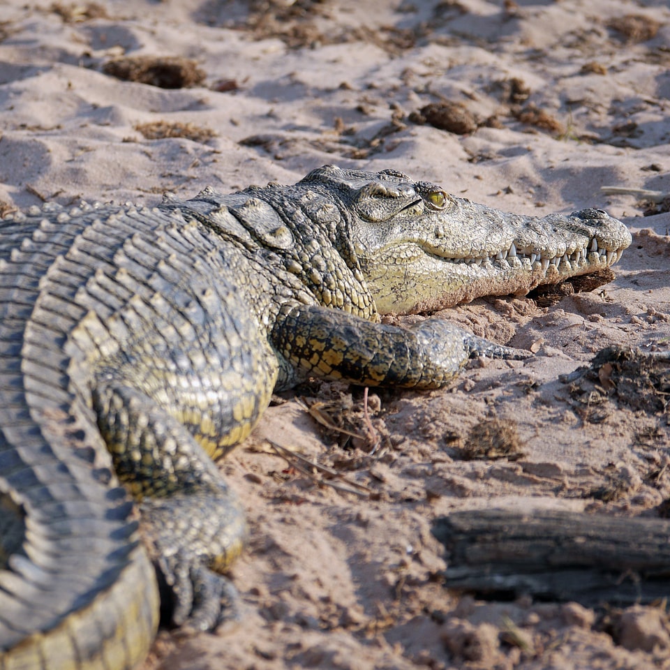 Botswana reptile safari