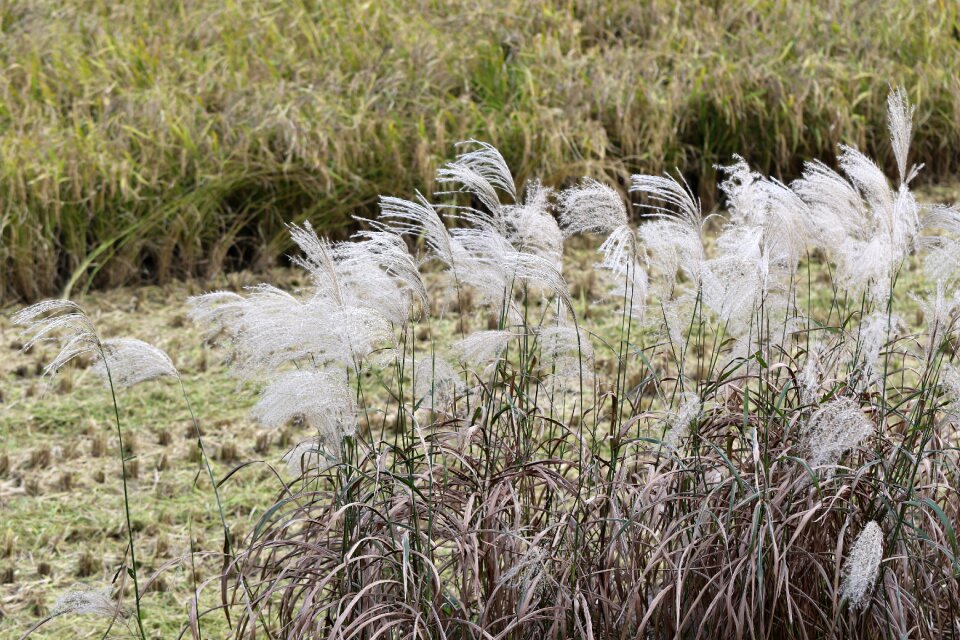 Silver grass landscape nature