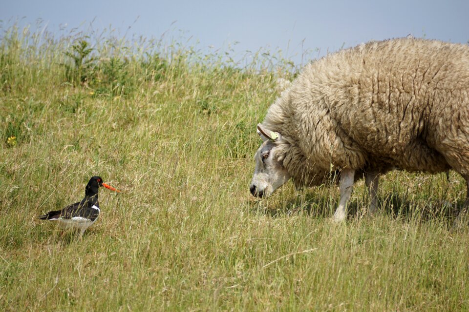 Wool concerns grass