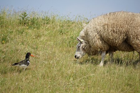 Wool concerns grass