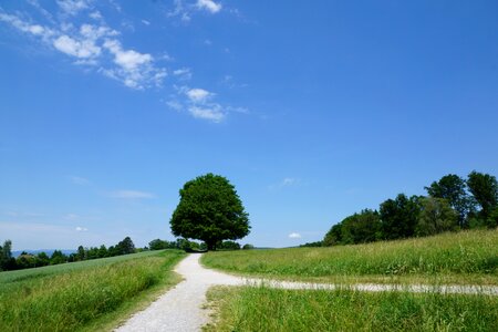 Nature tree meadow photo