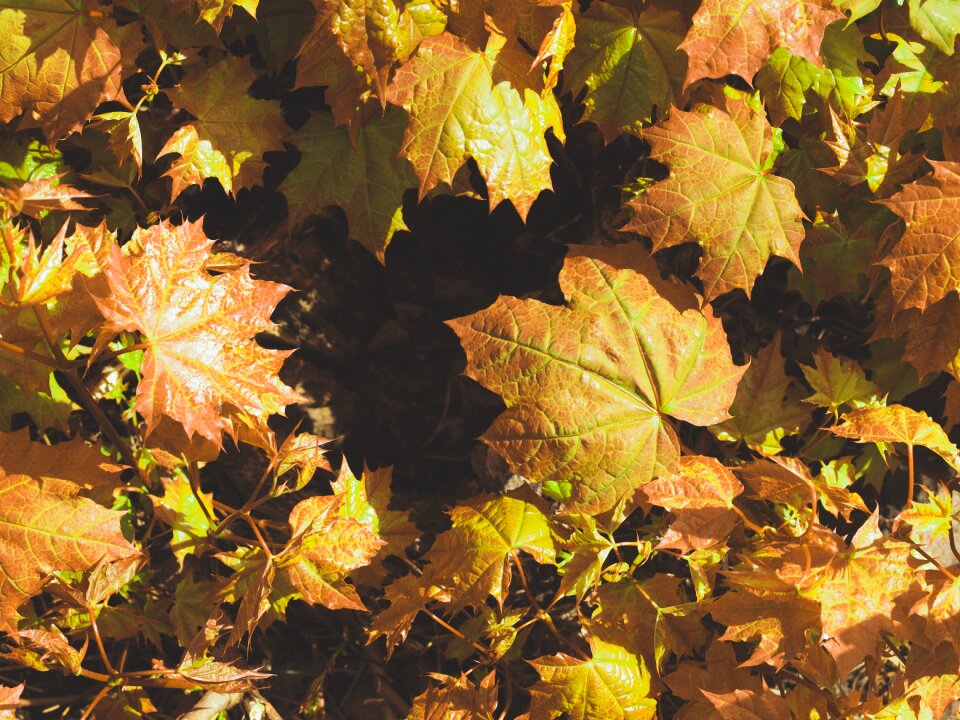 Bush fall colors autumn leaves