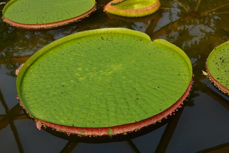 Nature plant