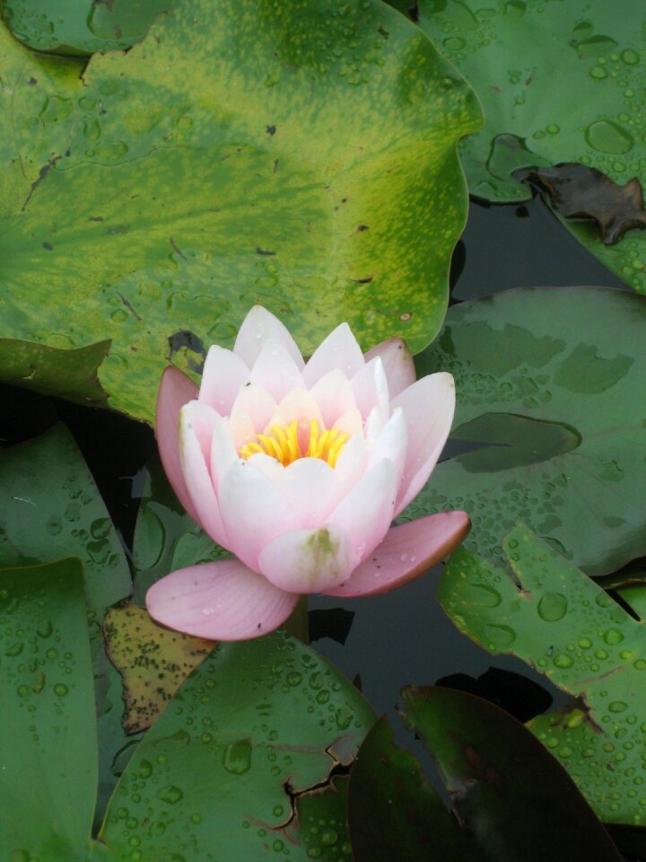 Water pink