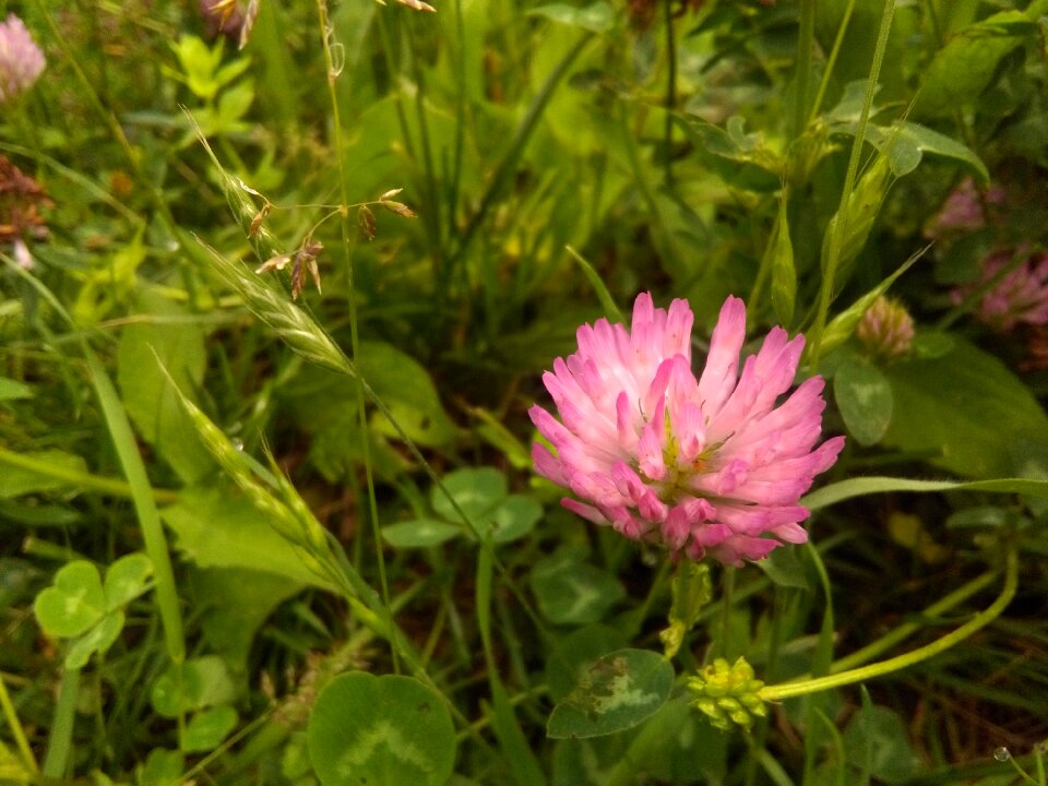 Grass nature photography