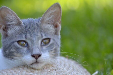 Pets cats thinking