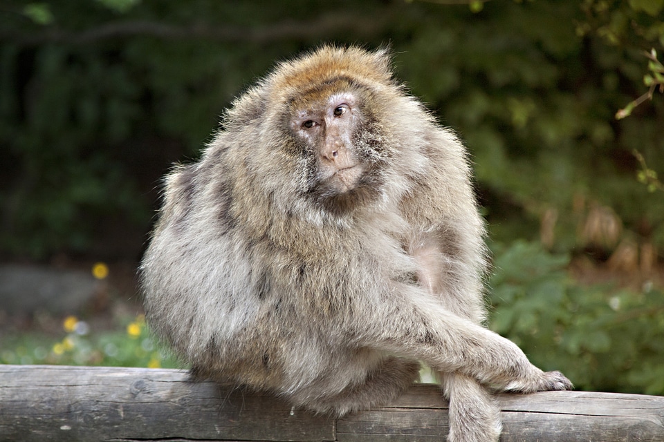 Sitting animals monkey mountain near salem