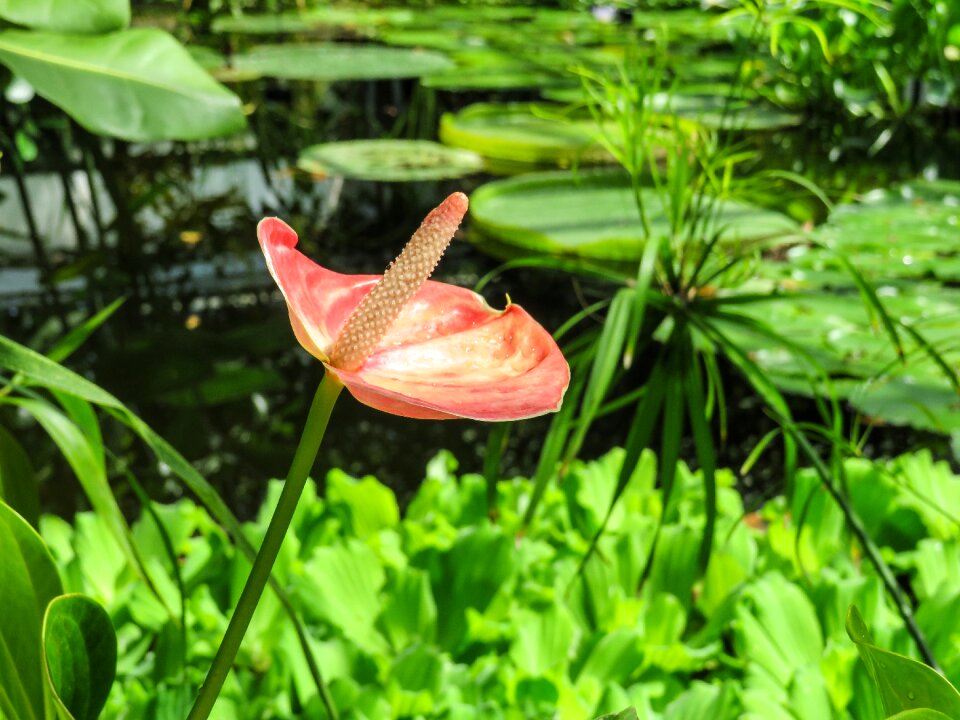 Flamingo tropical pink