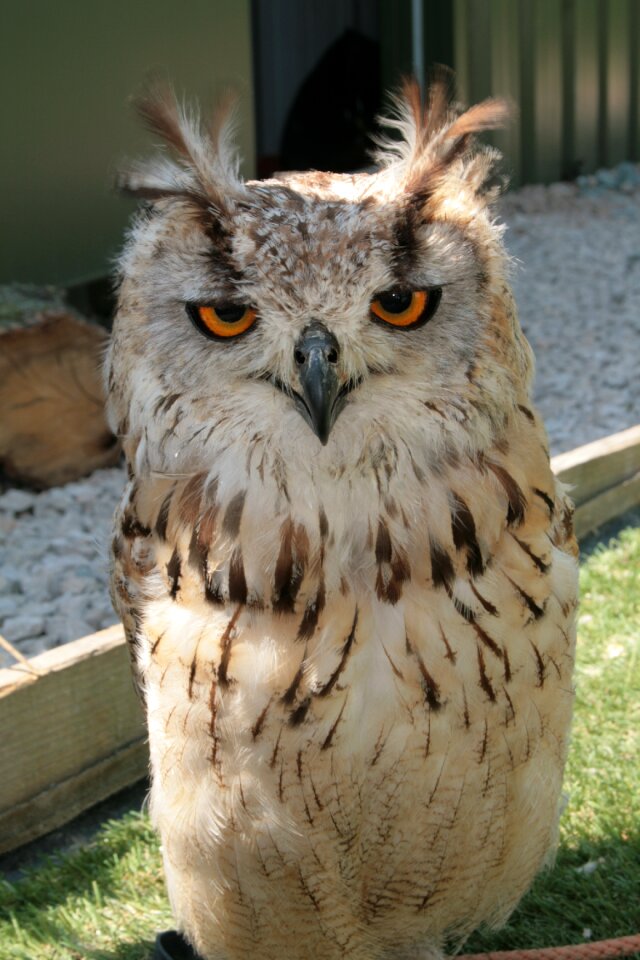 Bird stare plumage