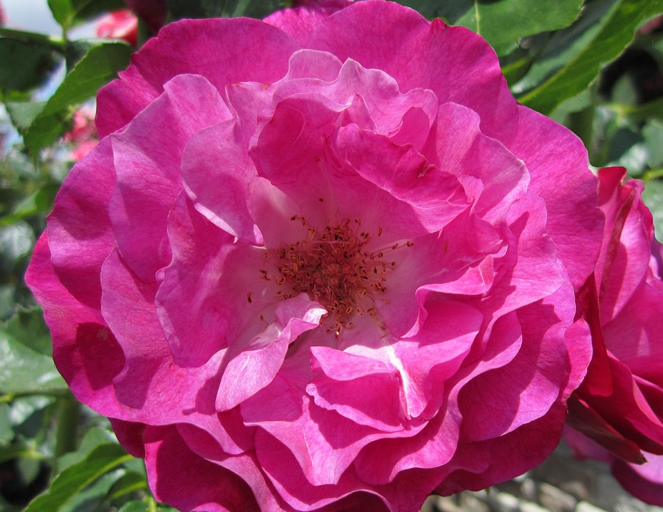 Blooms bright sunlight