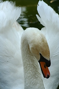 White close-up feather