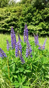 Plant flowers lupins photo