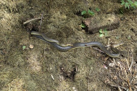 Reptile non-hazardous snakehead