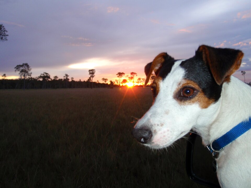Jack russell rush venezuela