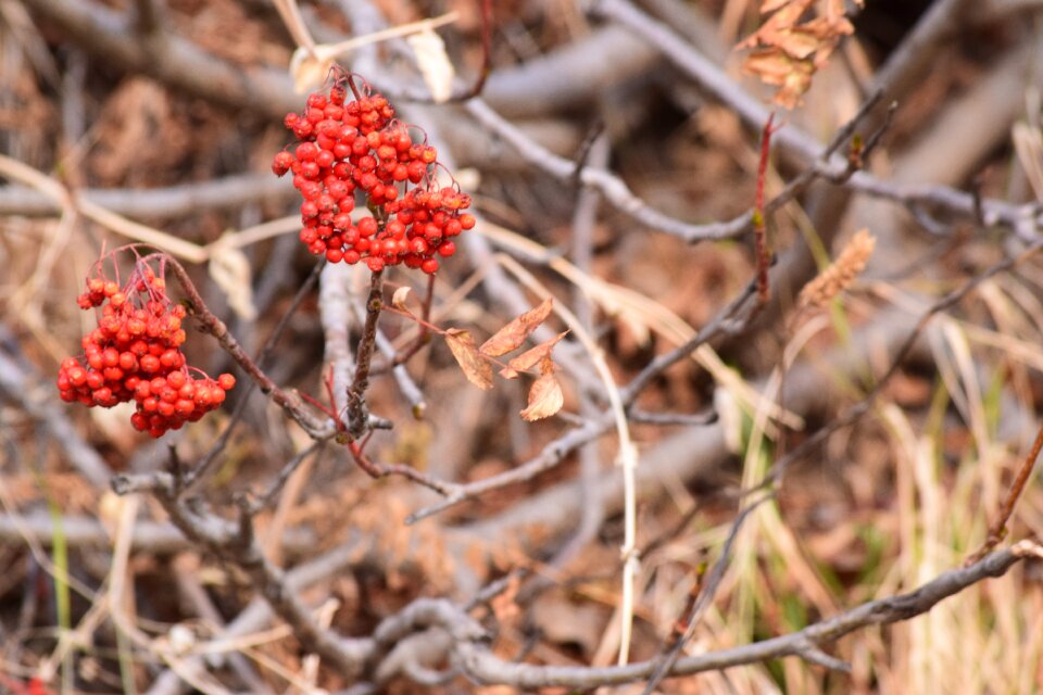 Wild plant mountain vegetation